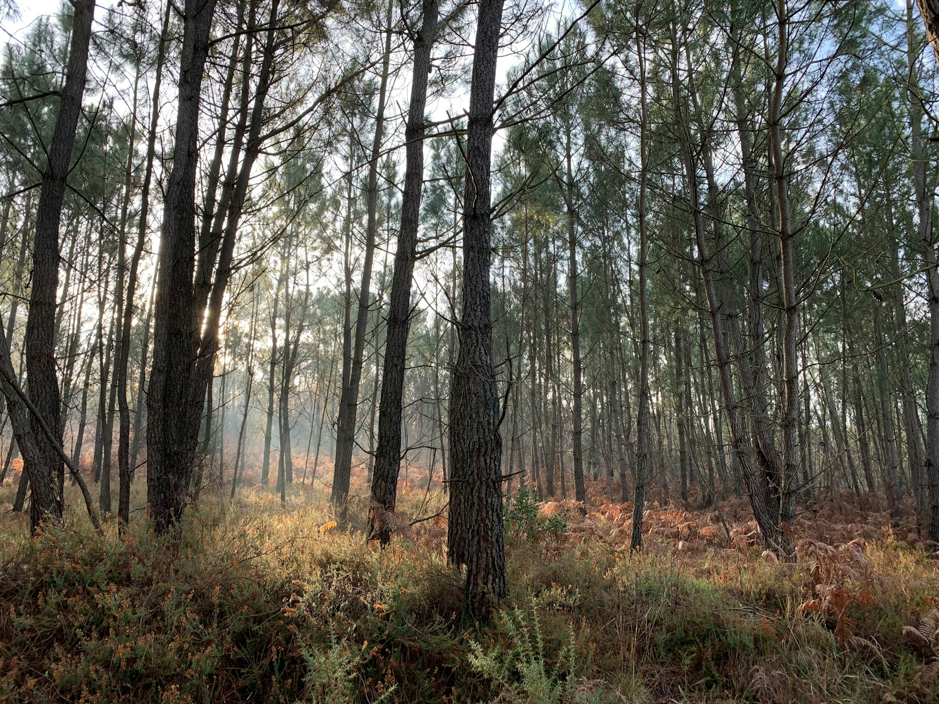 green young pine trees at the woods